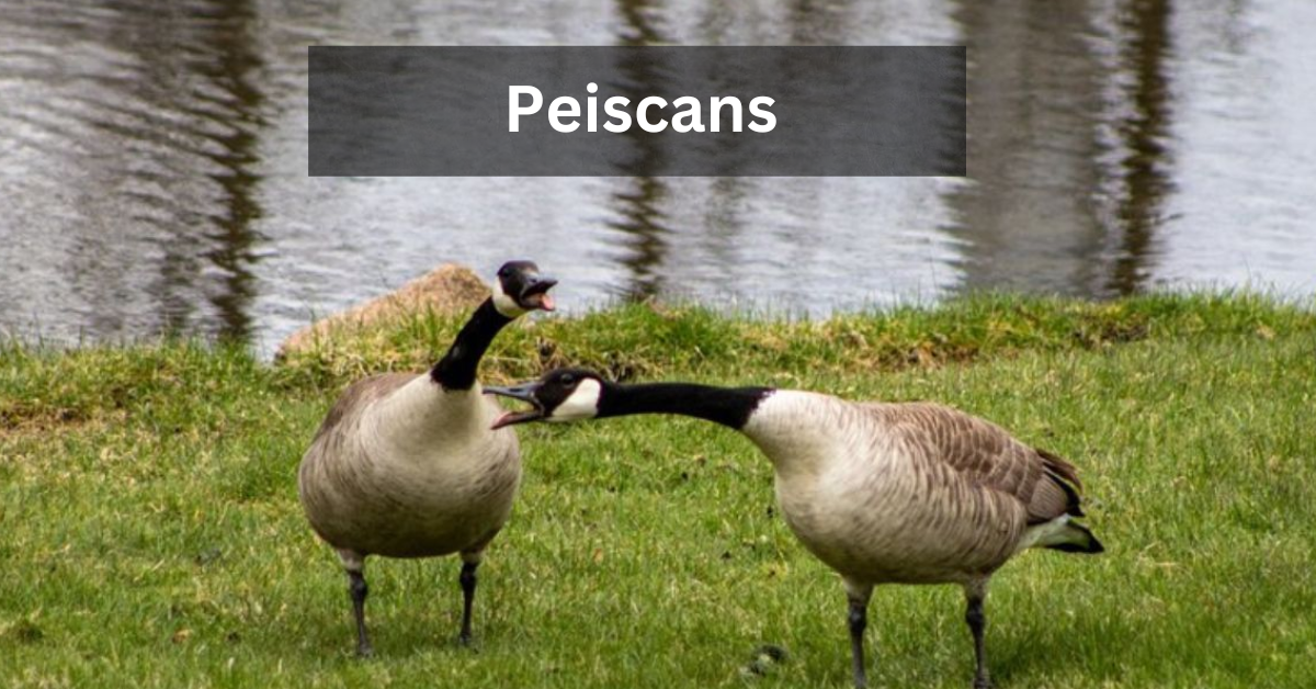 Peiscans